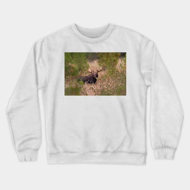 Moose in rut - Algonquin Park, Canada Crewneck Sweatshirt by Jim Cumming